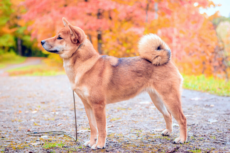 shiba inu kennel